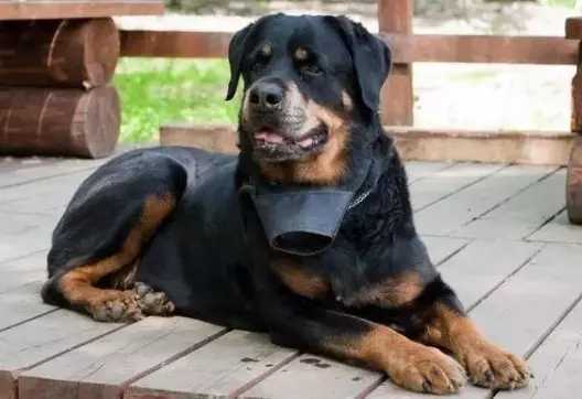 未拴绳罗威纳犬咬伤孩童现场图