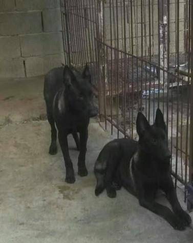 烈犬咬人，狗主人竟称‘狗咬的我没罪’？