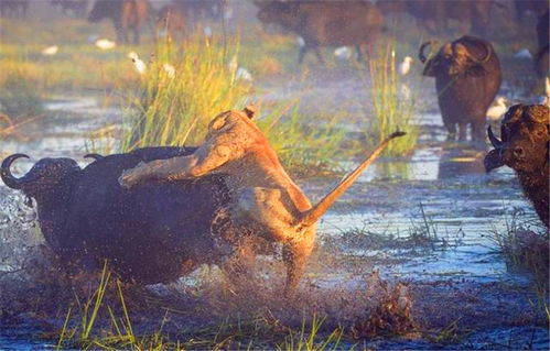 8月10日吧友必看！乐子内容限时大赏