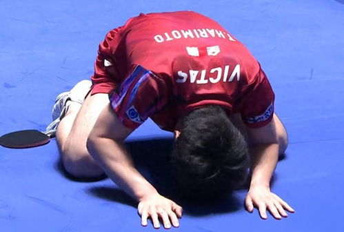 张本智和获胜后的庆祝瞬间