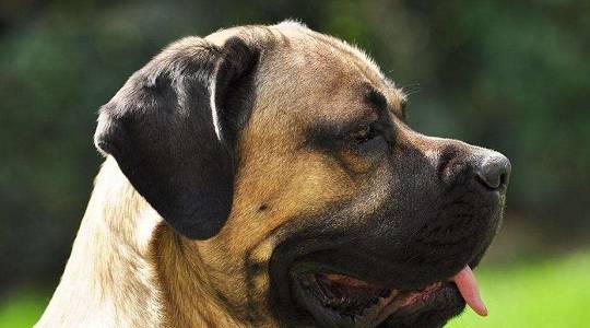 烈性犬品种展示