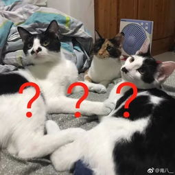 一只猫悠闲地坐在键盘上,仿佛在认真打字