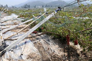 农田受台风影响的模拟画面