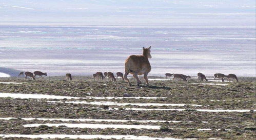 机器藏羚羊观测藏羚羊种群