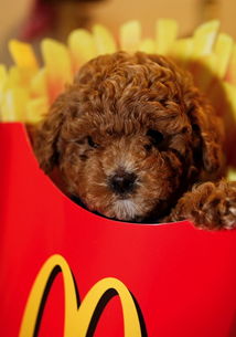 一张卡纸竟毁了MacBook屏幕！苹果早有提醒却仍有人中招