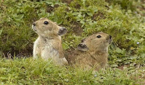 美国惊现触手怪兔，专家紧急警告远离！