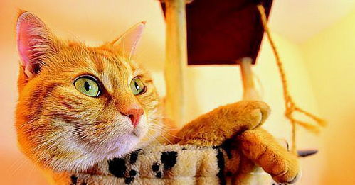 互联护苗 | 急诊科专家解读猫狗抓咬伤八大疑问