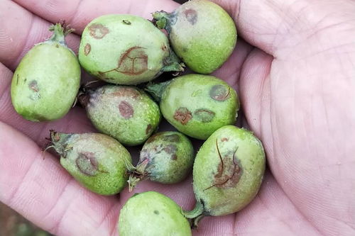 陕西冰雹苹果背后的那些事儿