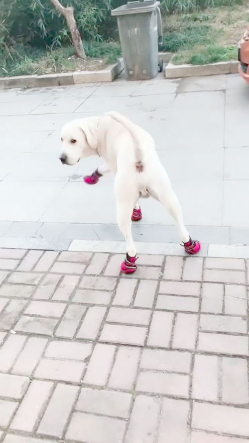 8月12日乐子内容限定：那些超有趣的吧内趣事