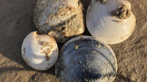 日照赶海园惊现人工饲养蛤蜊，背后真相令人深思！