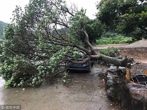 台风吹倒的树木横在路上