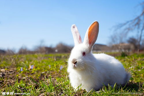 美国惊现‘变种怪兔’，脸上长角触手令人担忧！