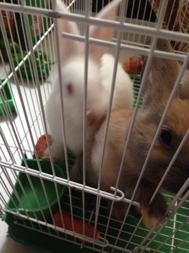 变种怪兔入侵美国社区，白宫竟还整活恶搞？