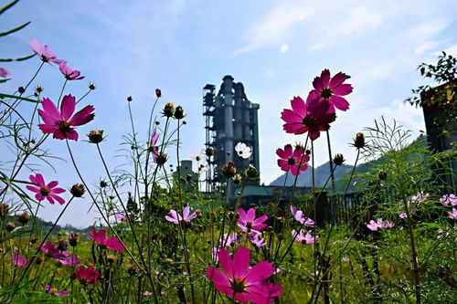 《两只蝴蝶》创作者赚2亿？真相令人咋舌！