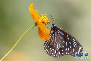 震惊！《两只蝴蝶》下载超2亿次，作者却只赚5000？背后真相令人深思