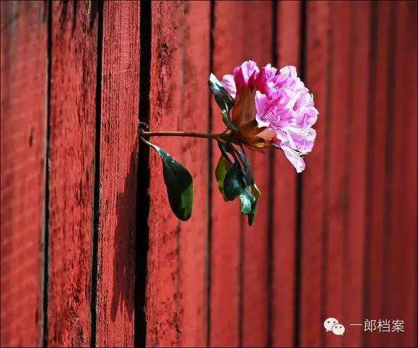 中国坚毅的形象