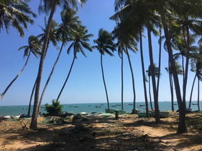 震惊！中国新能源装机量远超澳洲，澳记者都看呆了