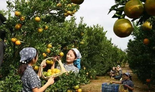 丰收的果园景色