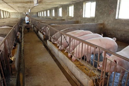 破旧的养猪场