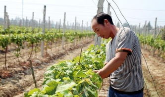 打卡英雄路：探寻桃花山的前世今生