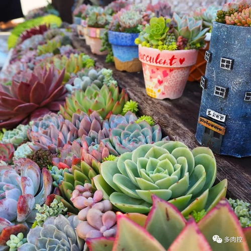多肉饱饱伪造的豪华别墅