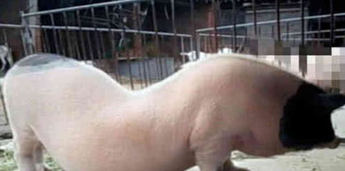 网红猪坚强：负债50万只为搞爱好，背后故事引人深思