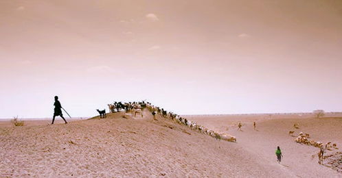 豆瓣高分佳作《苦尽柑来遇见你》与《人生切割术》的魅力剖析