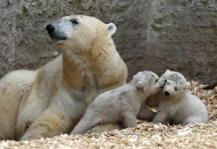 AI特效惹争议，秦始皇强吻北极熊背后的故事