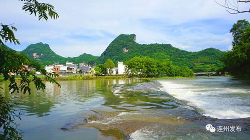 河流旁美丽的花草