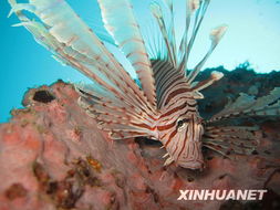 大堡礁海底世界