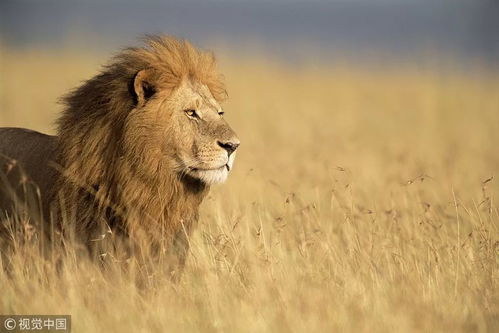 狮子奔跑
