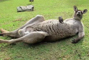 念念不忘的澳大利亚之旅