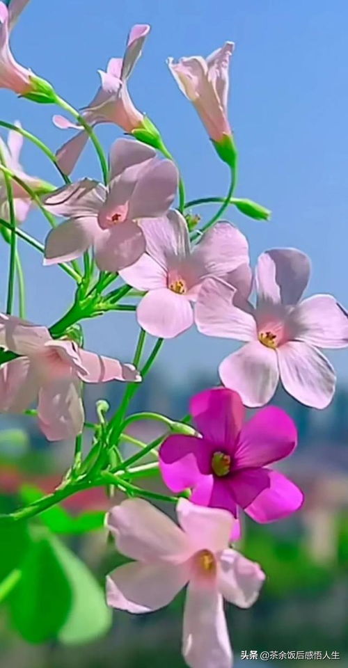 19岁抗癌女孩梦圆离世，遗书中满是对生命的感悟