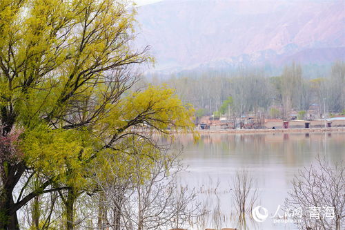 黄河岸边新绿