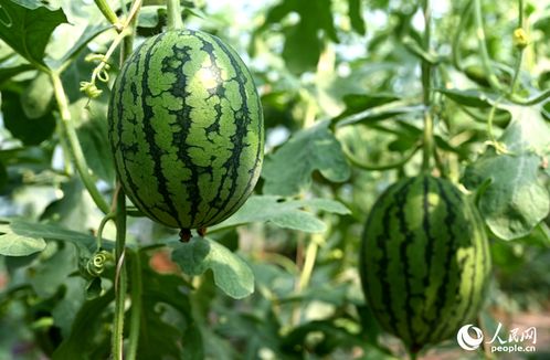 西瓜吊蔓生长