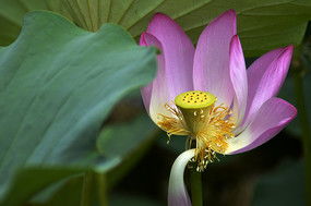 越野跑大神误食毒蘑菇不幸离世，毒蘑菇竟如此可怕！