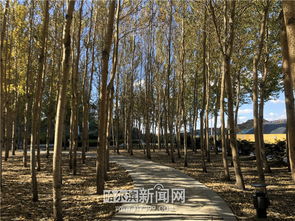 一片金黄的落叶铺满的小路