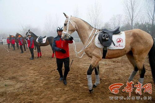 9万买的汗血宝马竟因高速事故丧生！主人悲痛欲绝