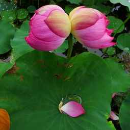 烽火里的山东记忆：从并蒂莲到红色文化传承