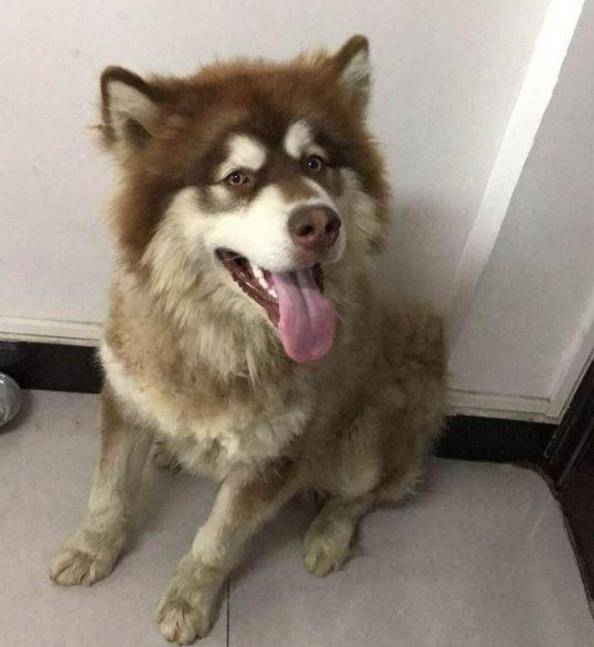 会晤之后，普京为何独自前往阿拉斯加墓地？