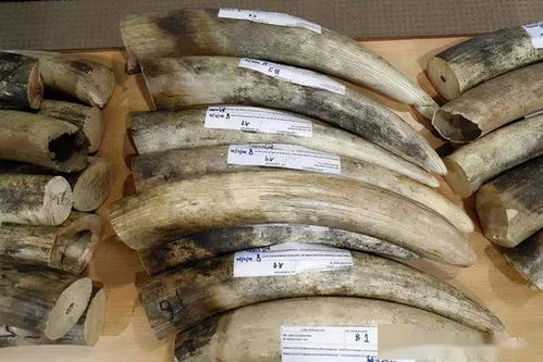 乘客吐槽：高铁邻座400斤男子致严重拥挤！