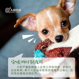 文明养犬