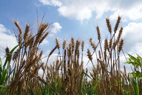 全国夏粮小麦收购超8000万吨背后的喜人景象