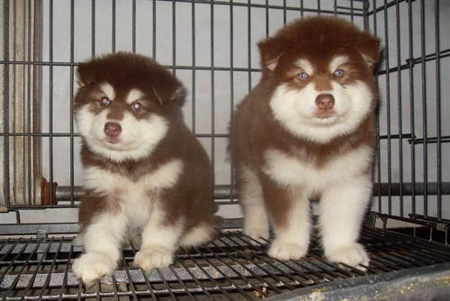 重庆女童被阿拉斯加犬咬伤，家人陷入困境