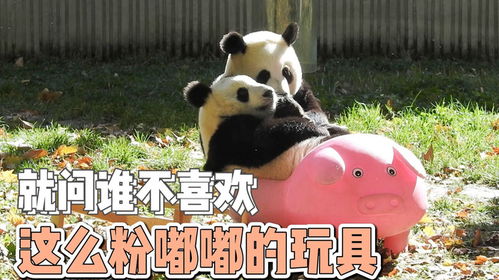 女子为混血女儿起名‘武雪丽莎芭蕊’，这名字真独特！