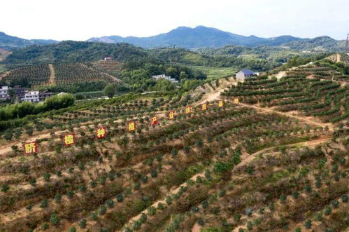 余村重披绿装后的美景