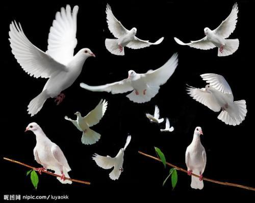和平鸽飞翔场景