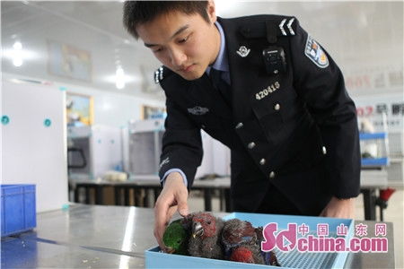 海关孵化出的小鹦鹉