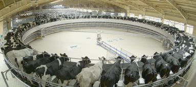 飞鹤专属牧场的优美景象