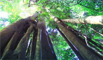 胡先煦攒局：从神秘雨林到热闹火锅桌的奇妙之旅
